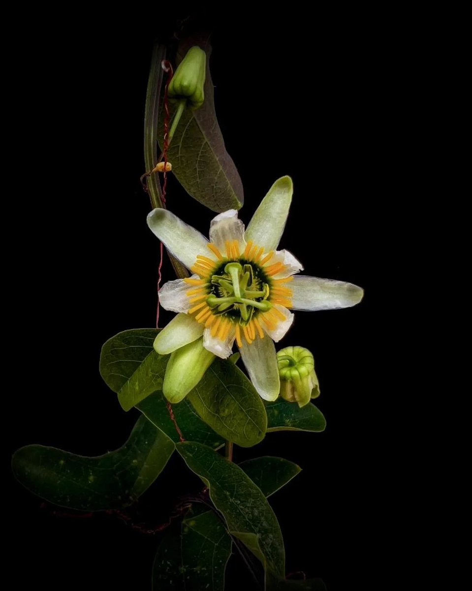 No sólo las temperaturas están altas, a esta flor de la pasión (Passiflora biflora) también le gusta trepar a las alturas. Encuéntrala cerca del techo del invernadero subtropical.🙄

📷: G. Torres