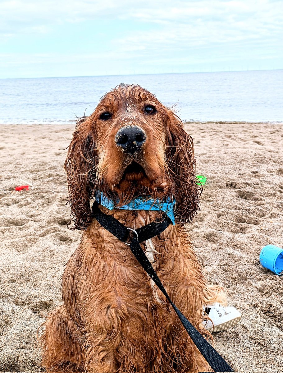 ZoeDowell90's tweet photo. Very proud of his first time on the beach ☺️🏖️ loved his little swim 💙 #marleymoo #cockerspaniel #dogs #beachday https://t.co/KG8rSUtuO6