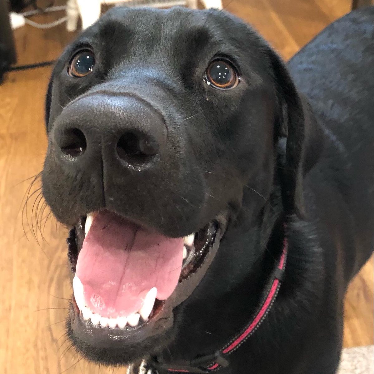 Trish Hurley tweet media