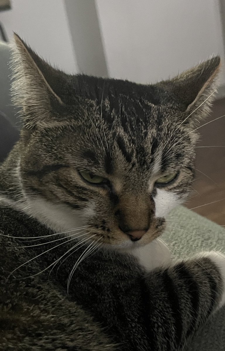 SoulSlappa's tweet photo. @WavePointDet Unless of course your cat is pissed off about being woke up 😂 https://t.co/2zKcLyhGTf