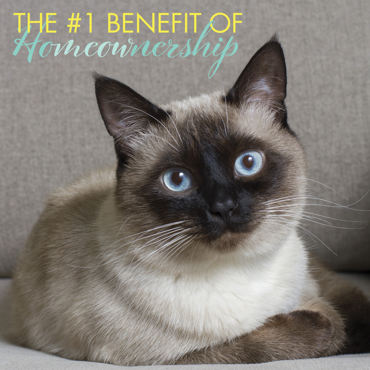 The best reason to switch from being a renter to buyer may be becoming a pet owner! 😻🐶🐕😹😺  zcu.io/m1Aw 😃🏡 zcu.io/Rxam  
#interestrates #financing #investments #realestate NMLS #32417 CA DRE Brk  01247594, FL MBR2347, VA Brk MC-5843, WA MB-32417