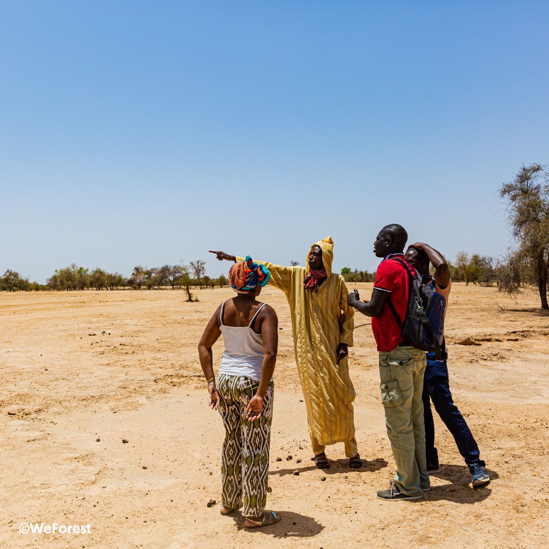 AVSF_ONG's tweet photo. Planter des arbres, c’est bien. Mais comment assurer une reforestation utile et pérenne ? 🧐 Au #senegal, le projet Dundi Ferlo vise à expérimenter plusieurs techniques de reforestation pour identifier les plus adaptées au milieu pastoral. Objectif : restaurer 1000 ha en 3 ans 🌳 https://t.co/u2OdS9PEpi