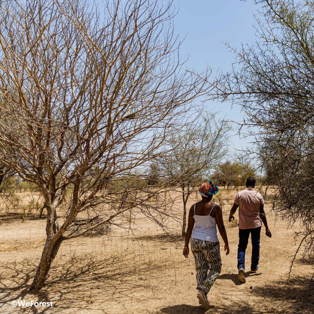 AVSF_ONG's tweet photo. Planter des arbres, c’est bien. Mais comment assurer une reforestation utile et pérenne ? 🧐 Au #senegal, le projet Dundi Ferlo vise à expérimenter plusieurs techniques de reforestation pour identifier les plus adaptées au milieu pastoral. Objectif : restaurer 1000 ha en 3 ans 🌳 https://t.co/u2OdS9PEpi