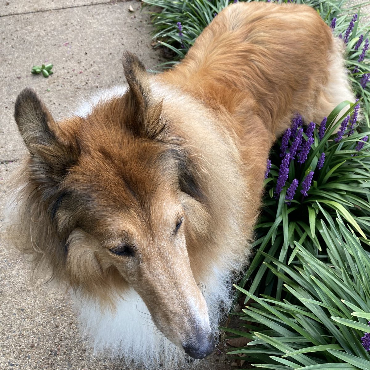 CollieCrusader's tweet photo. 💜 Loving some 🙊 #liriope! #monkeygrass 🌱
#collieflower #collie #purpleflowers #ornamentalgrasses https://t.co/lw2J95Zn4Q