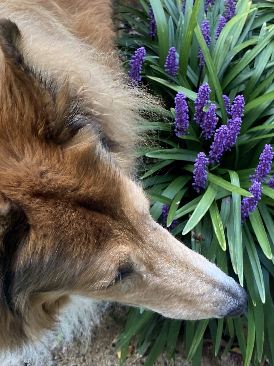 CollieCrusader's tweet photo. 💜 Loving some 🙊 #liriope! #monkeygrass 🌱
#collieflower #collie #purpleflowers #ornamentalgrasses https://t.co/lw2J95Zn4Q