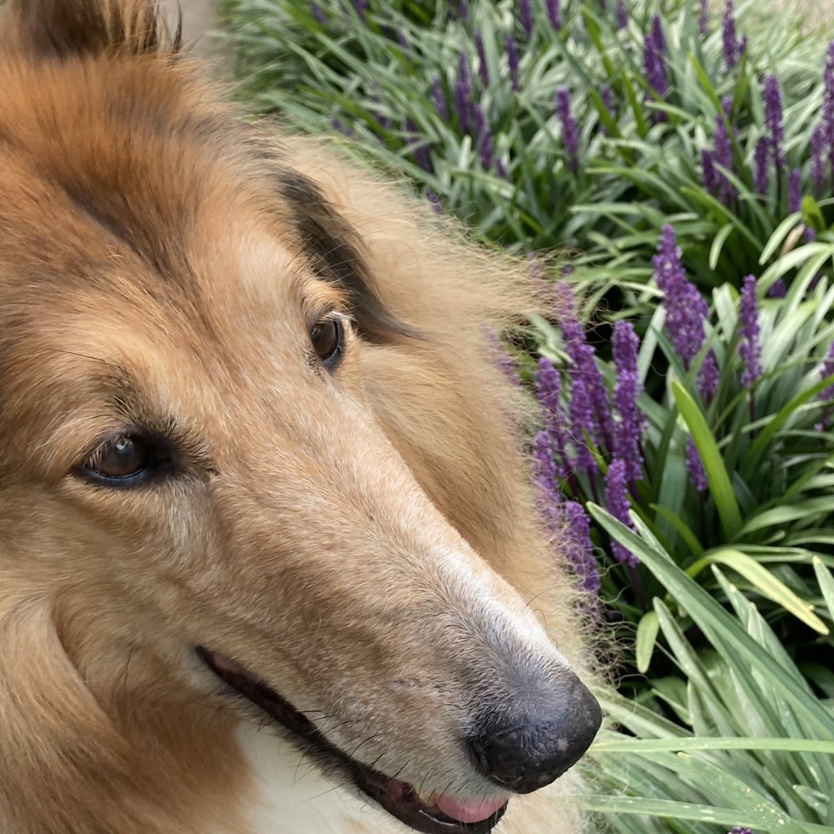 CollieCrusader's tweet photo. 💜 Loving some 🙊 #liriope! #monkeygrass 🌱
#collieflower #collie #purpleflowers #ornamentalgrasses https://t.co/lw2J95Zn4Q