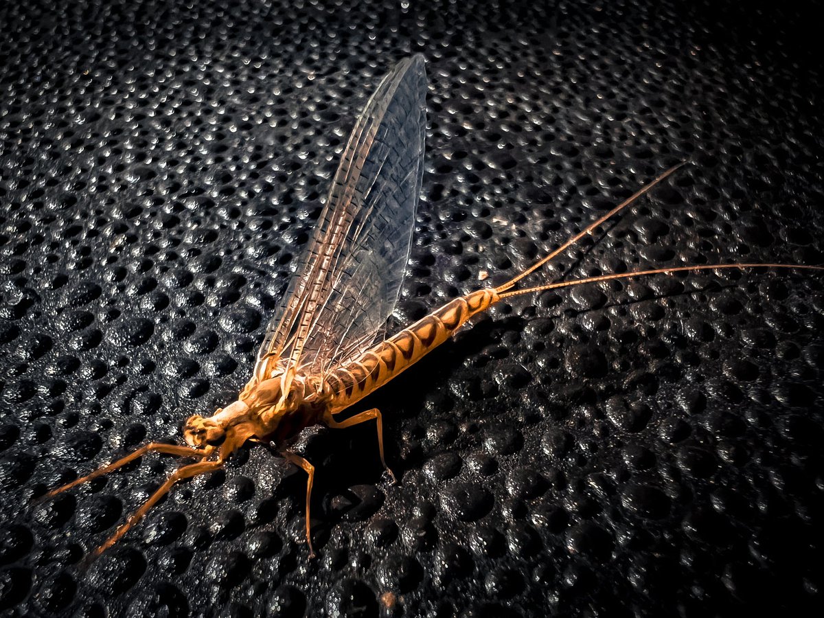 RasconWayne's tweet photo. @RTMomentPhotos @SergioSpototo #fishfly #mayfly #macrophotography #insect #bug #photography #NaturePhotograhpy #nature https://t.co/AjEyJ2O03u