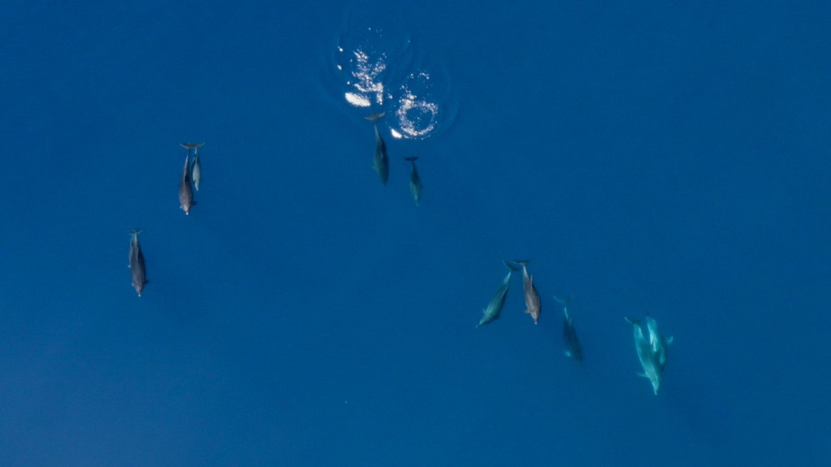 WWFitalia's tweet photo. Il #Mediterraneo è fra le aree chiave per i #cetacei ma le attività antropiche ne minacciano la sopravvivenza 🐳

Nel #mondo circa 300mila sono vittime ogni anno del #bycatch
Con la ricerca e la raccolta dati proteggiamo la megafauna marina
Scopri di più👉https://t.co/W65qAy2gwf https://t.co/OyIahM9gnt