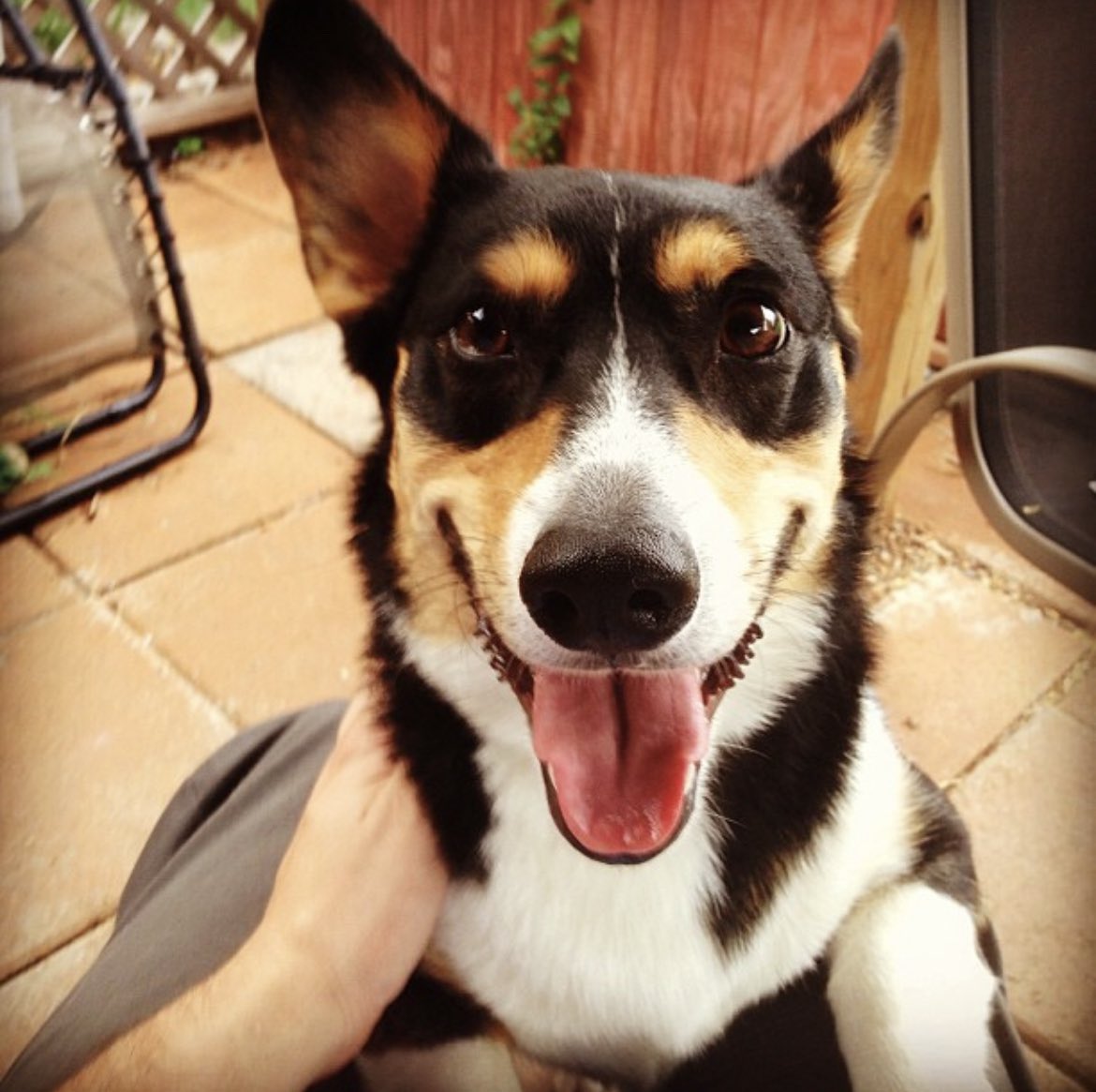 minakorocket's tweet photo. 8/25/22 Gambit - my first and only dog. Helped me get over my fears and had never ending love for people. Couldn’t have owned a sweeter pup. I’ll miss him. https://t.co/XOwiLiolpK