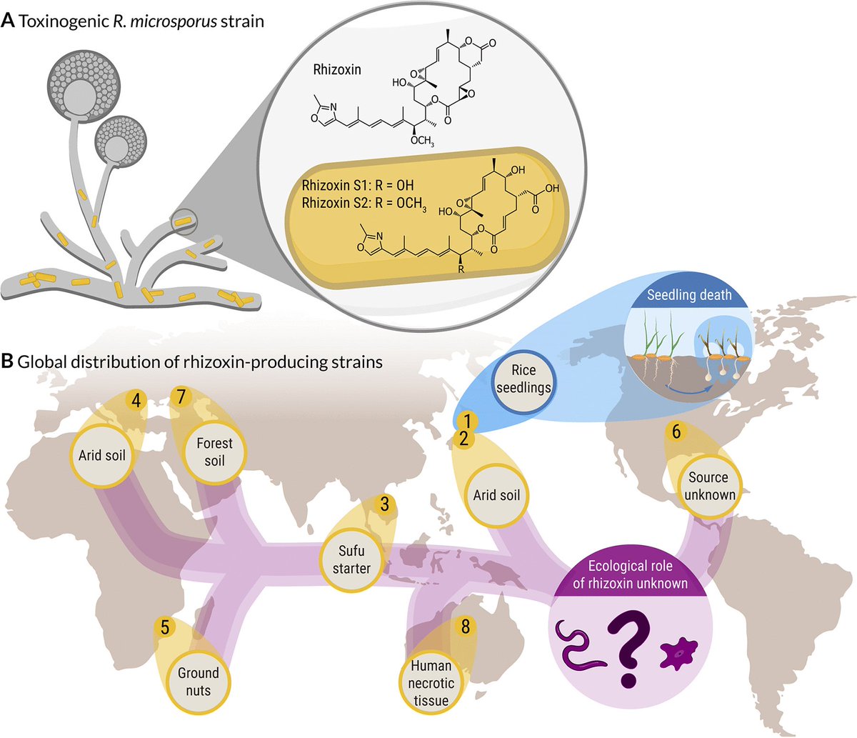 Cool story by @Funbiosis2017 et al from @Hertweck_Lab @c_hertweck in <a href="/mbiojournal/">mBio</a> 
[highlighted last week at #ISME18]

Toxin-Producing Endosymbionts Shield Pathogenic Fungus against Micropredators

journals.asm.org/doi/10.1128/mb…