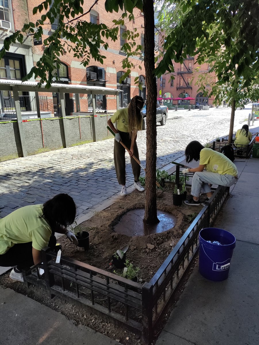 TreesNewYork's tweet photo. Our #YoungUrbanForesters kicked off week 6 working on their research projects before visiting #PeckSlip to #plantnative #flowers across 5 #treebeds. Tuesday, they took a tour of the #NewYorkPublicLibrary &amp; on Wednesday, they stewarded a record 89 #trees in #JacksonHeights! @nypl https://t.co/oW9vTF28ug