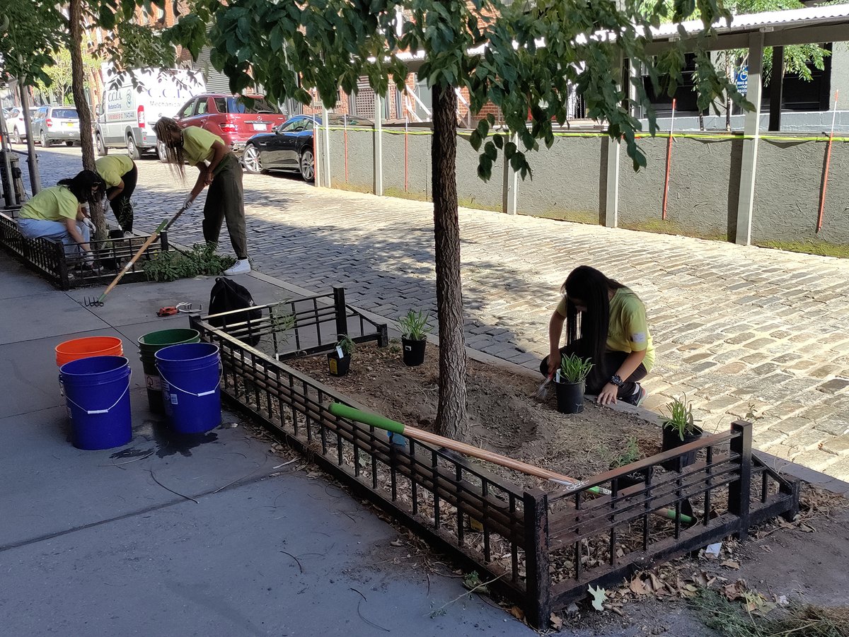 TreesNewYork's tweet photo. Our #YoungUrbanForesters kicked off week 6 working on their research projects before visiting #PeckSlip to #plantnative #flowers across 5 #treebeds. Tuesday, they took a tour of the #NewYorkPublicLibrary &amp; on Wednesday, they stewarded a record 89 #trees in #JacksonHeights! @nypl https://t.co/oW9vTF28ug