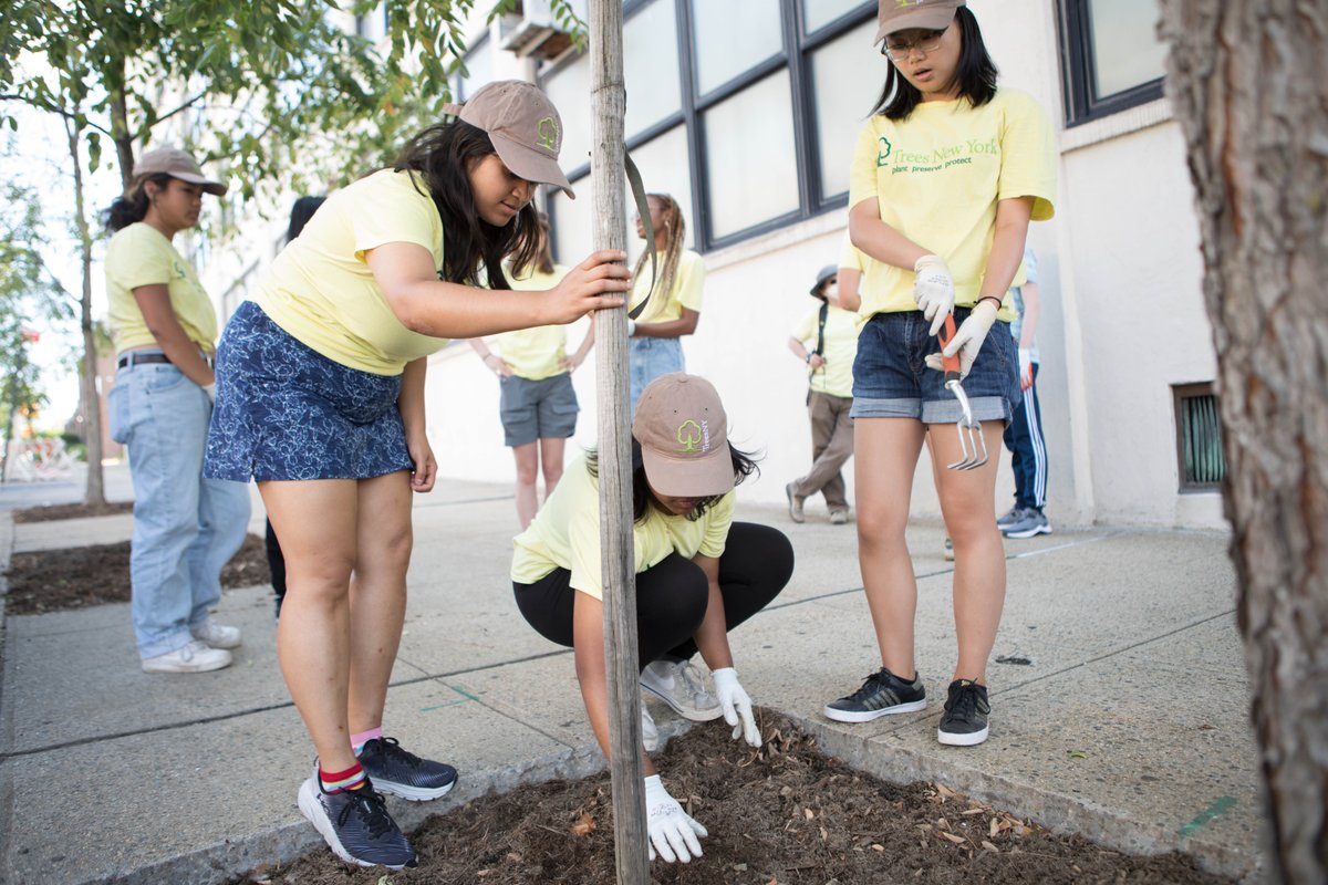 TreesNewYork's tweet photo. Our #YoungUrbanForesters kicked off week 6 working on their research projects before visiting #PeckSlip to #plantnative #flowers across 5 #treebeds. Tuesday, they took a tour of the #NewYorkPublicLibrary &amp; on Wednesday, they stewarded a record 89 #trees in #JacksonHeights! @nypl https://t.co/oW9vTF28ug