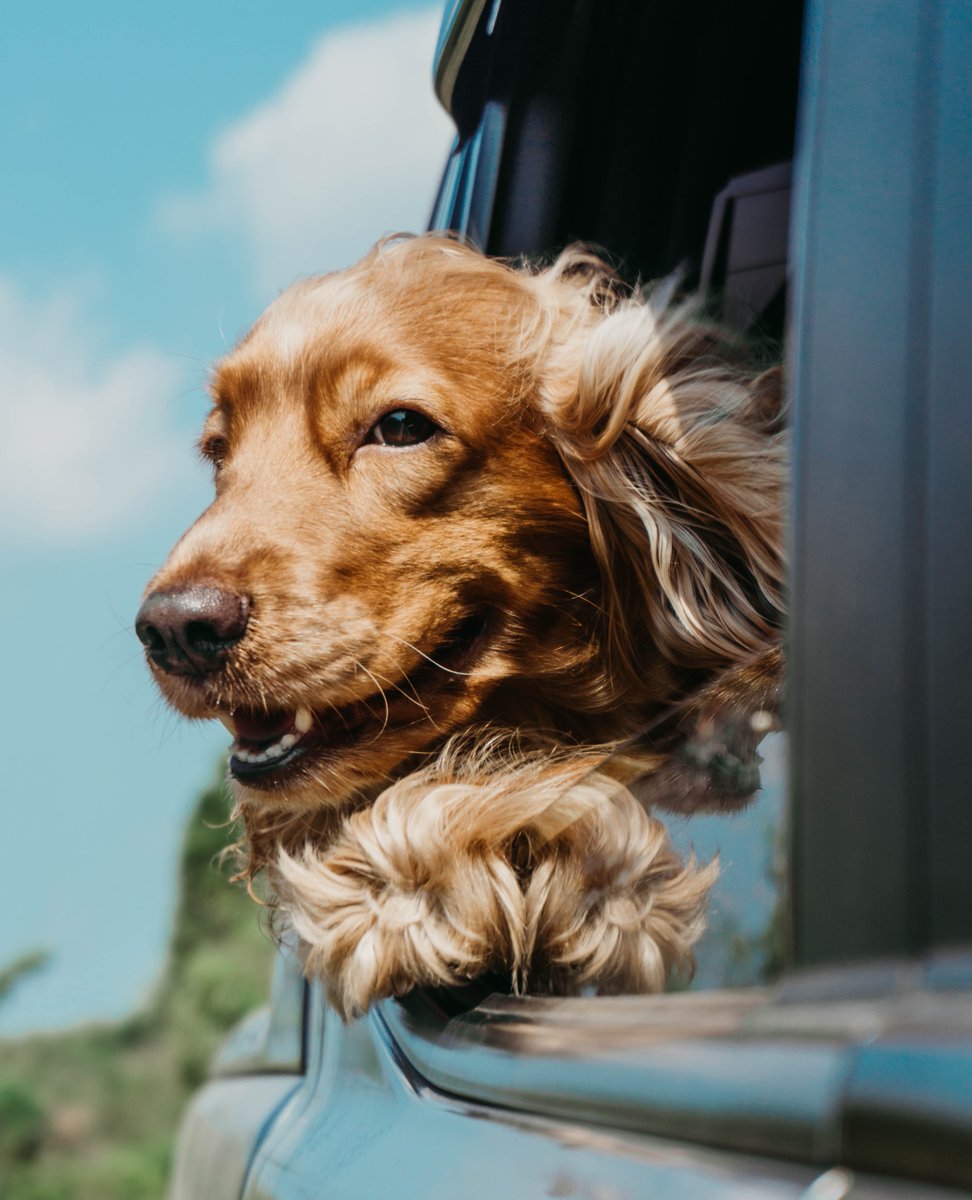 BellstarResorts's tweet photo. Don’t leave your little guy at home! We have pet-friendly rooms to accommodate your furry friend.

#visitcanmore #canmorealberta #canmorelife #explorecanmore #kananaskis #canmorekananaskis https://t.co/6LMbwuhw6r