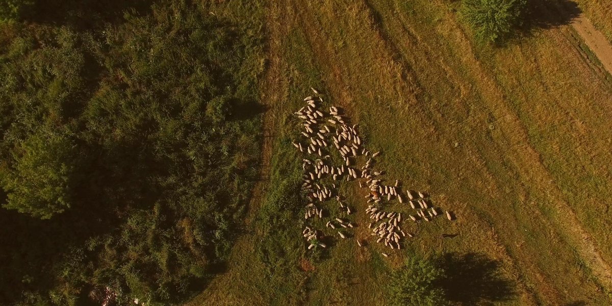 w8tech's tweet photo. Aerial view of sheep grazing in beautiful green meadow in Iceland. https://t.co/WAATPLeksl