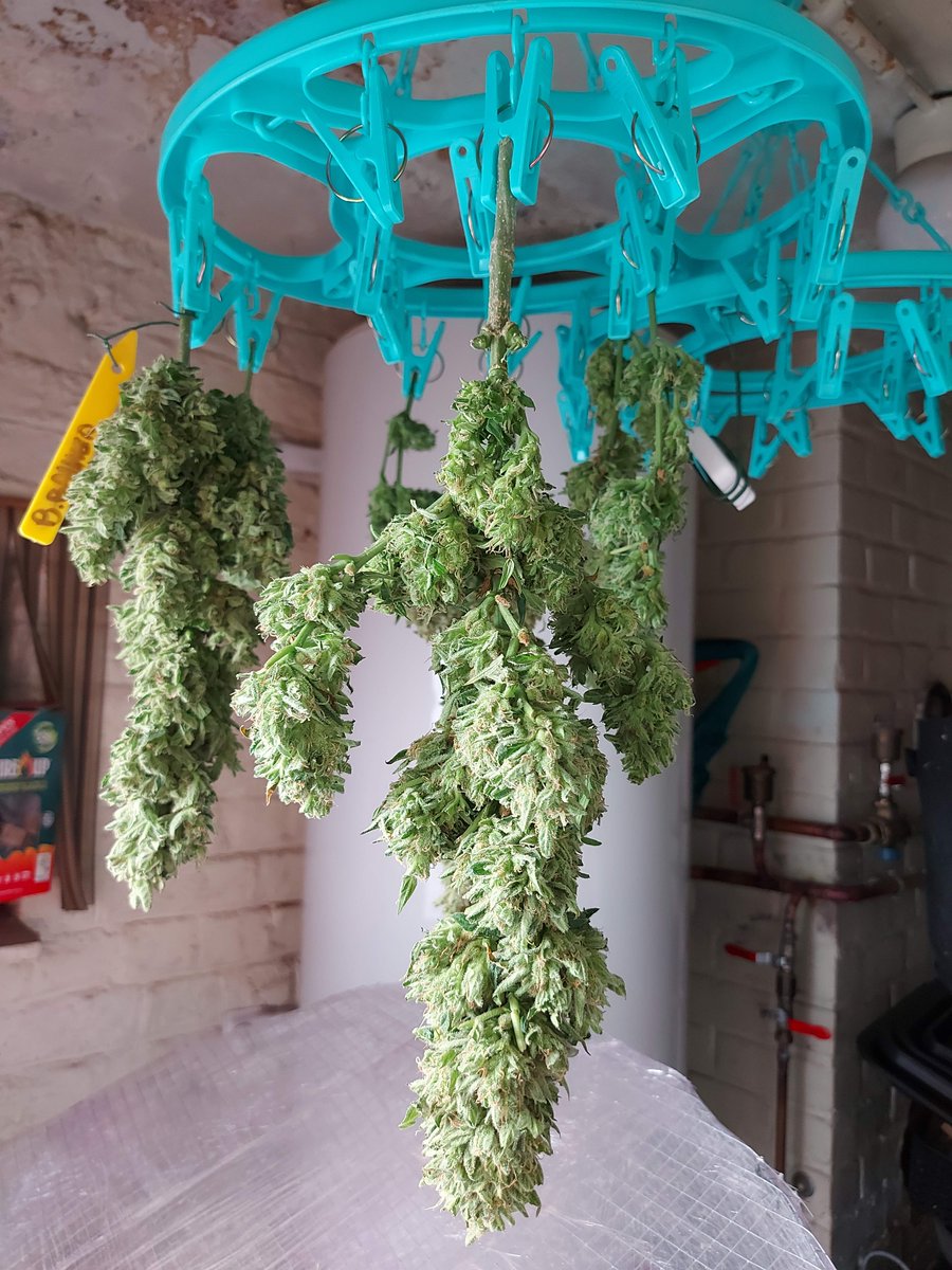sweetseeds_es's tweet photo. Bruce Banner Auto ๐จโ๐พ๐จโ๐พ๐ฒ๐ฒ
๐ Day 88 since seeds
15D Dry - Harvest
๐ฒโ๏ธ - Outdoor ๐๐
๐ท@Ju_bps
#Sweetseeds #BBauto #BruceBanner #Hulk #growyourown #CannabisCommunity #420life #Mmemberville https://t.co/8UhJtPAfVB