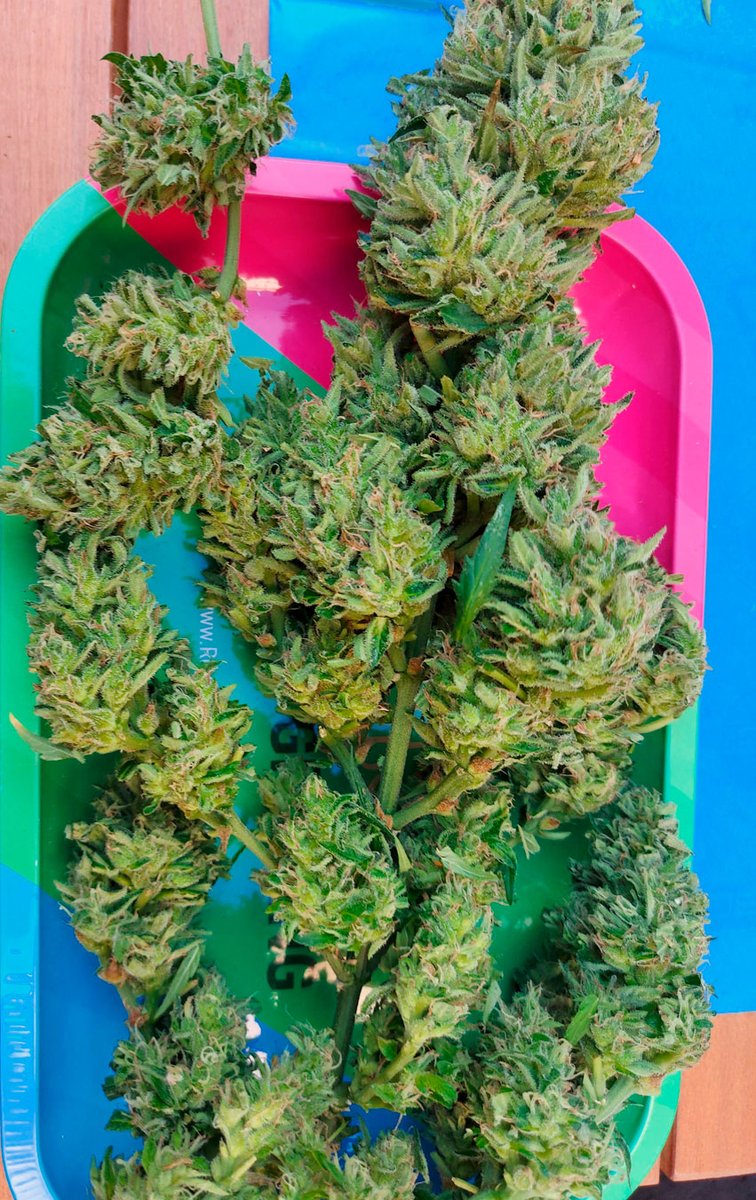 sweetseeds_es's tweet photo. Bruce Banner Auto ๐จโ๐พ๐จโ๐พ๐ฒ๐ฒ
๐ Day 88 since seeds
15D Dry - Harvest
๐ฒโ๏ธ - Outdoor ๐๐
๐ท@Ju_bps
#Sweetseeds #BBauto #BruceBanner #Hulk #growyourown #CannabisCommunity #420life #Mmemberville https://t.co/8UhJtPAfVB