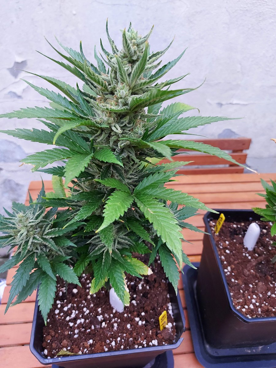 sweetseeds_es's tweet photo. Bruce Banner Auto ๐จโ๐พ๐จโ๐พ๐ฒ๐ฒ
๐ Day 88 since seeds
15D Dry - Harvest
๐ฒโ๏ธ - Outdoor ๐๐
๐ท@Ju_bps
#Sweetseeds #BBauto #BruceBanner #Hulk #growyourown #CannabisCommunity #420life #Mmemberville https://t.co/8UhJtPAfVB