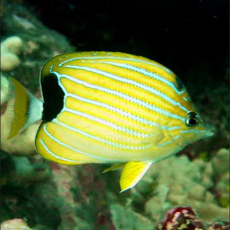 NOAACoral's tweet photo. The Bluestripe Butterflyfish is endemic to Hawaiʻi, which means it is only found on Hawaiian reefs. Over 20% of Hawaiian fish species are endemic. How many have you seen? https://t.co/AaMxZMatWd
#FishIDFriday #KonaCorals22 #FunFactFriday https://t.co/qgVNbS7PMm