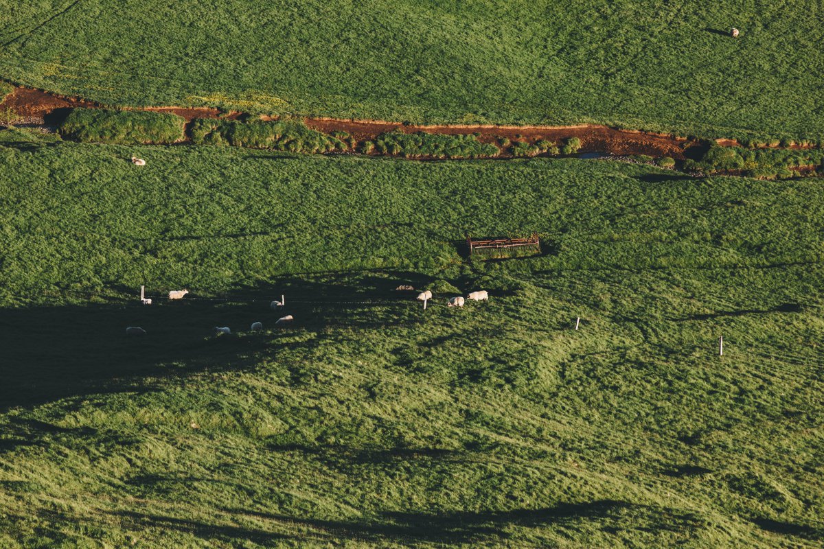 w8tech's tweet photo. Aerial view of sheep grazing in beautiful green meadow in Iceland. https://t.co/WAATPLeksl