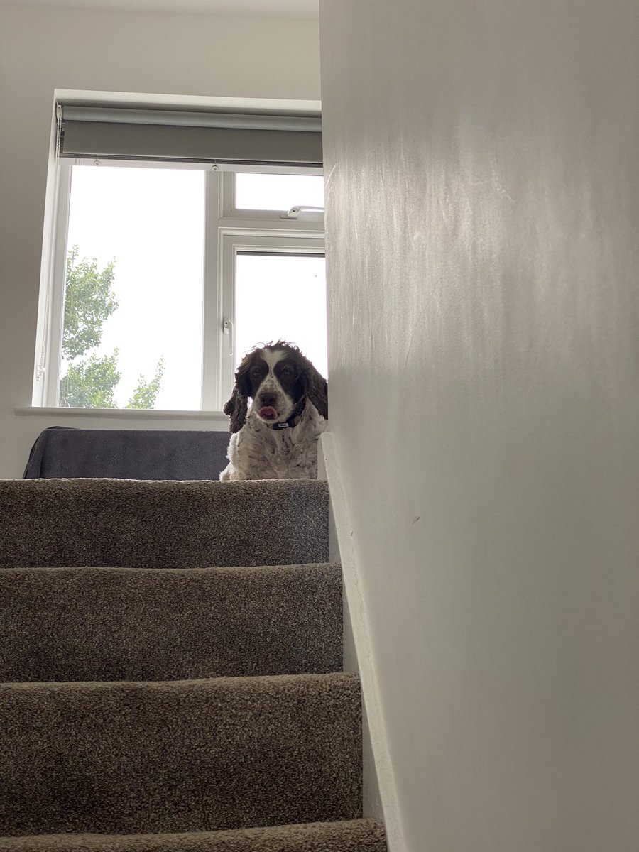 SpanielsSuper's tweet photo. Help!
Heeeelp!
Heeeelp please I’m stuck!
How do I get down?
Mum it’s all your fault!
If you hadn’t gone upstairs I wouldn’t have followed you!
What do I do now?
#Scared #Stuck #Stranded #PoorMo #NotUsedToStairs https://t.co/8fkLuCVpIM