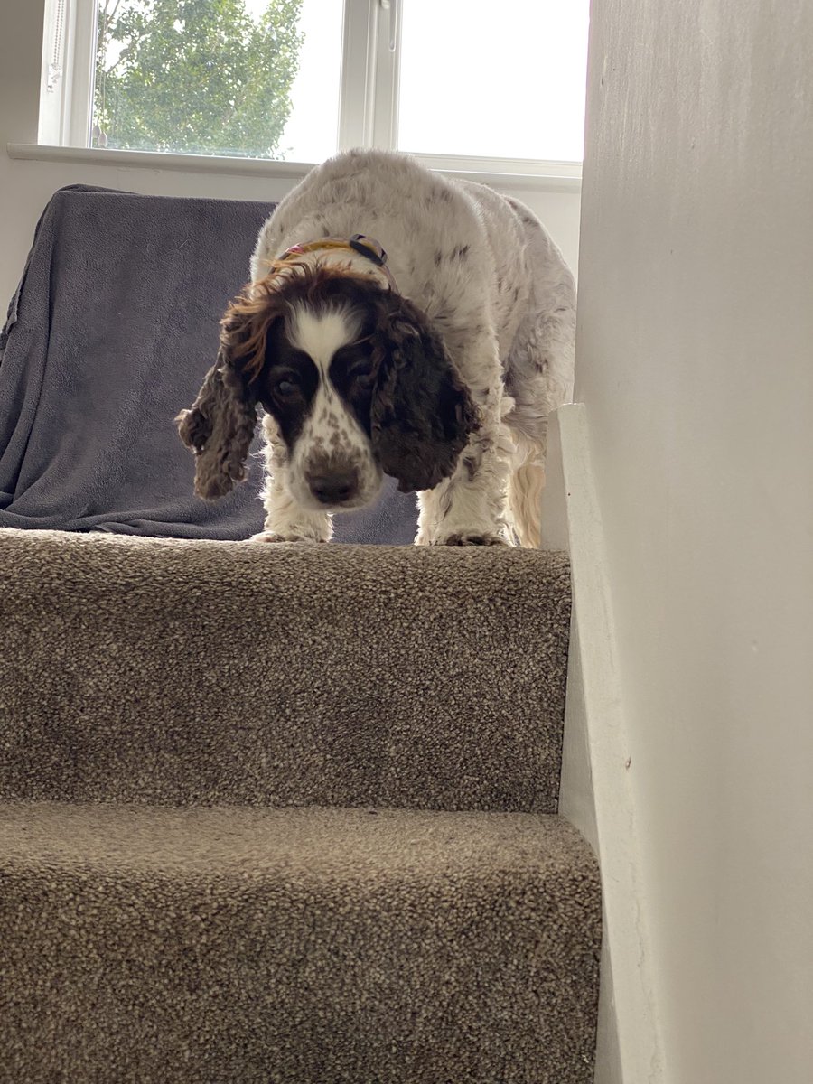 SpanielsSuper's tweet photo. Help!
Heeeelp!
Heeeelp please I’m stuck!
How do I get down?
Mum it’s all your fault!
If you hadn’t gone upstairs I wouldn’t have followed you!
What do I do now?
#Scared #Stuck #Stranded #PoorMo #NotUsedToStairs https://t.co/8fkLuCVpIM