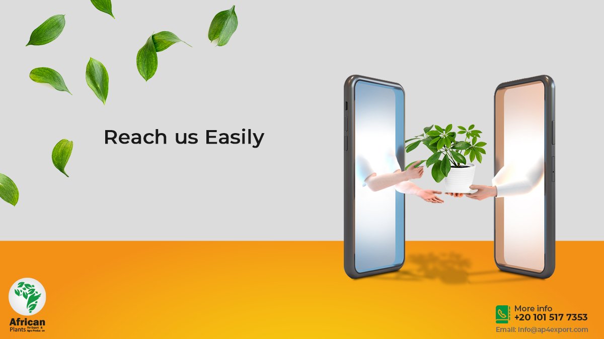 AfricanPlants1's tweet photo. Many People trusts African Plants,
 
That is why we Have many representatives around the world, where we are represented in:
 
-Finland
-Gambia
-USA
 
You can Reach us easily through
Email: info@ap4export.com
Or Call us on: +201015177353
#AfricanPlants #Herbs #Spices https://t.co/n44glCGnnU