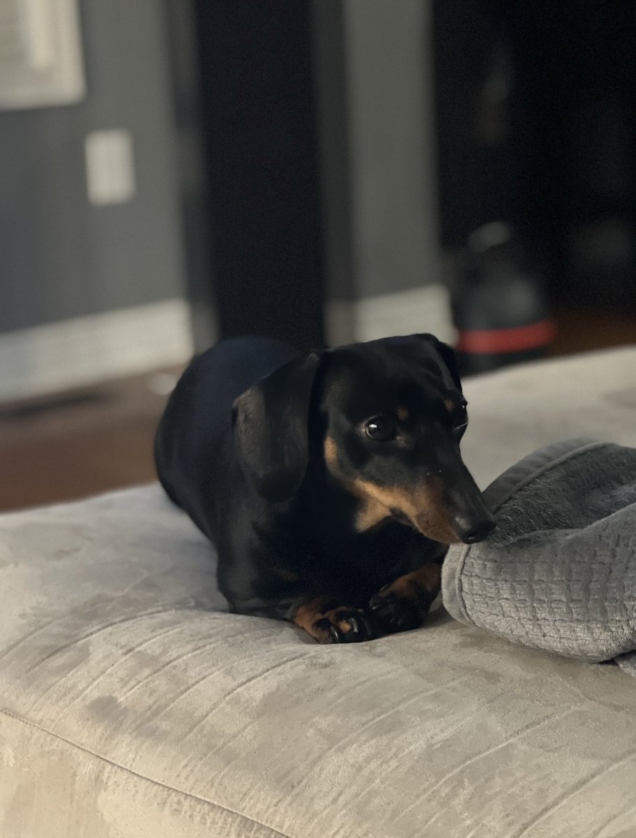 68Candi68's tweet photo. @CBC Miniature Dachshund named Dyson. Our kitchen floors are so clean because of him. https://t.co/bpz0l0fbP1