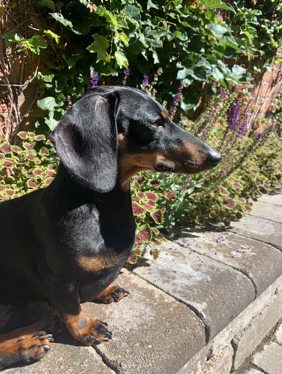 68Candi68's tweet photo. @CBC Miniature Dachshund named Dyson. Our kitchen floors are so clean because of him. https://t.co/bpz0l0fbP1