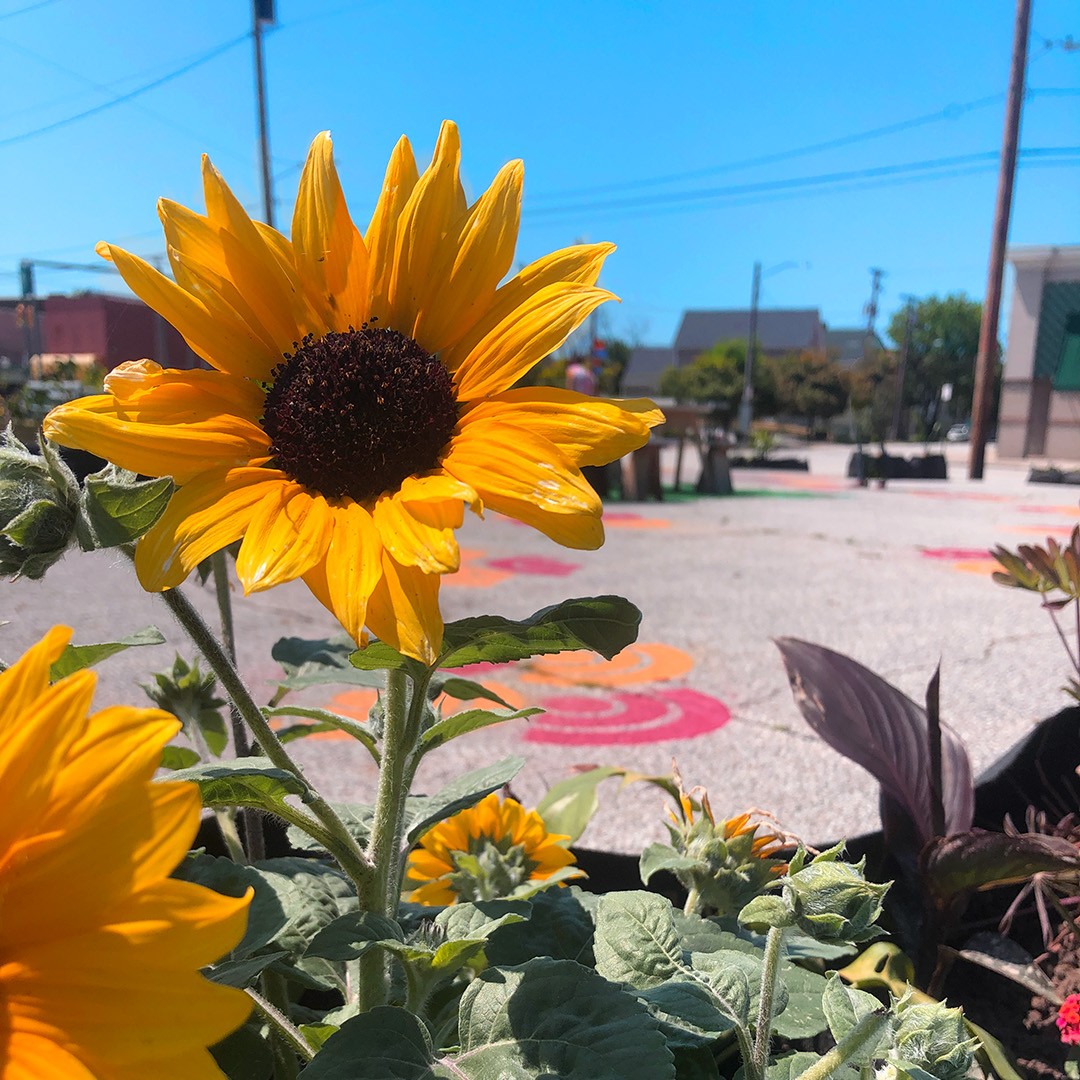 MidTownCleInc's tweet photo. Can you name this spot in MidTown?? 

Featuring beautiful flowers, space for reading and dancing, this special spot is open to the public all summer long! 

#cleveland #cle #midtown #clevelandpark #citypark #midtowncle #outdoorlandscape #ohio #clevelandohio #mtc #neighborhood https://t.co/r57wDQYhCv