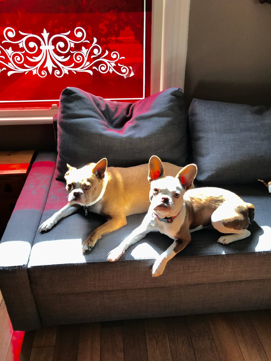 RHodge220's tweet photo. @CBC Our boys Finni and Frank would love the opportunity! #modelsintraining https://t.co/d8K7Wace5w
