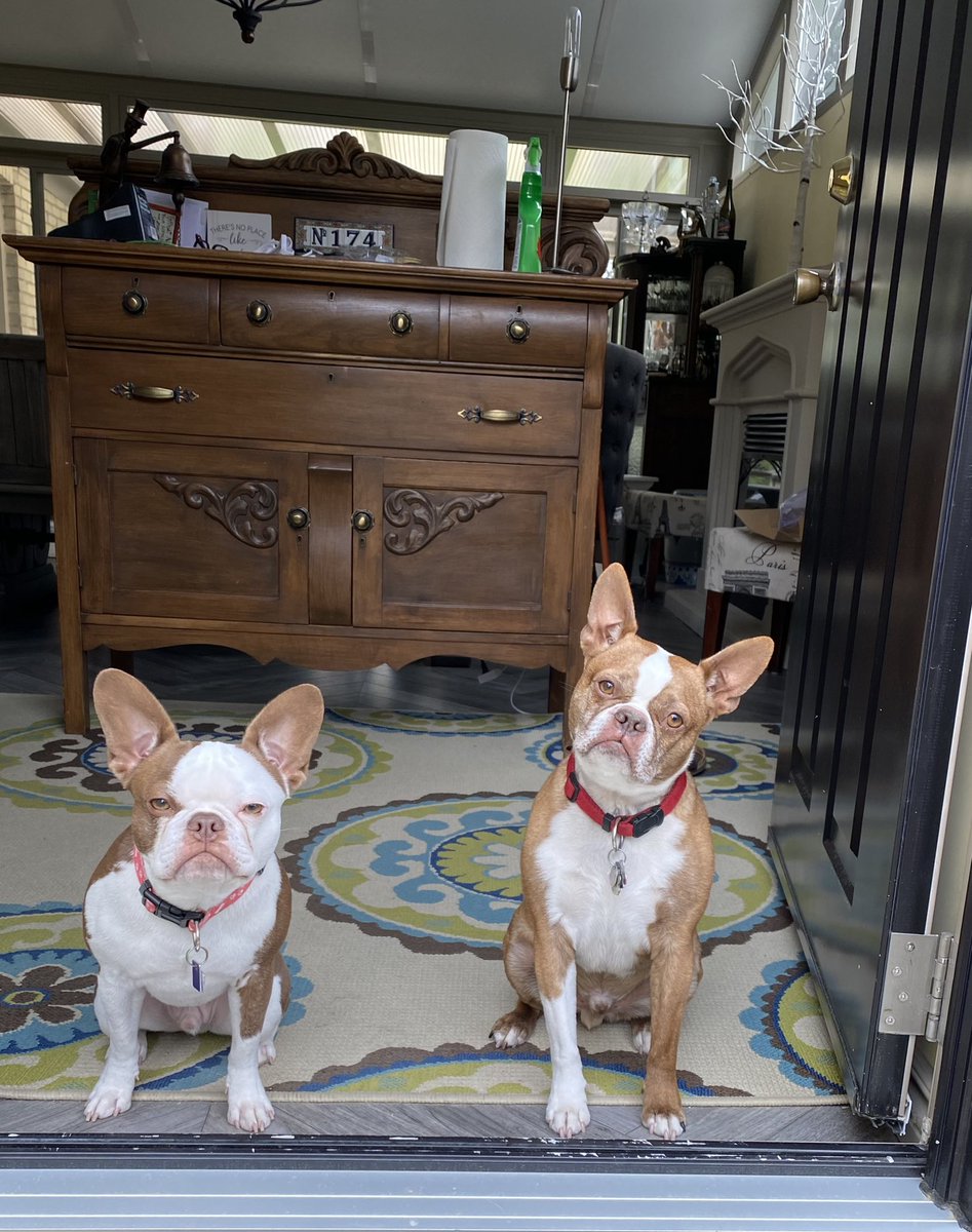 RHodge220's tweet photo. @CBC Our boys Finni and Frank would love the opportunity! #modelsintraining https://t.co/d8K7Wace5w