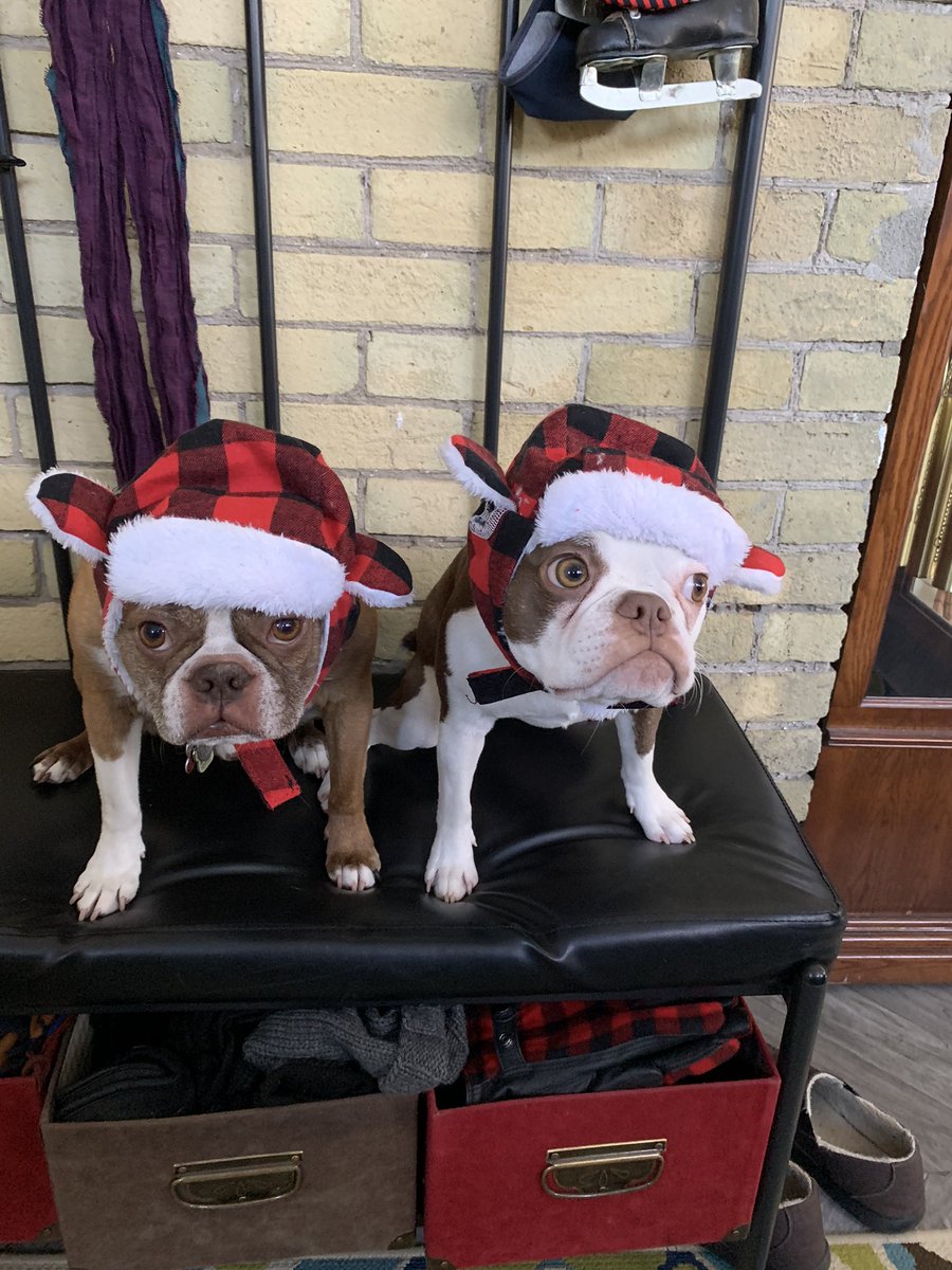 RHodge220's tweet photo. @CBC Our boys Finni and Frank would love the opportunity! #modelsintraining https://t.co/d8K7Wace5w