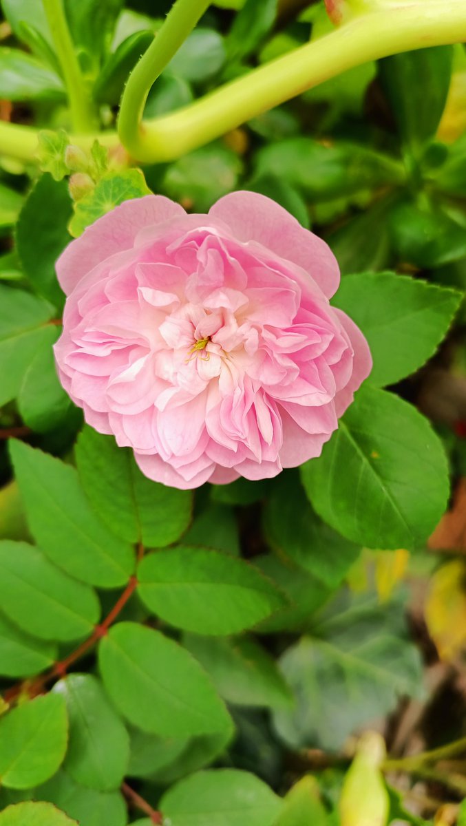 <a href="/jbotanicoccs/">Jardín Botánico de Caracas</a>