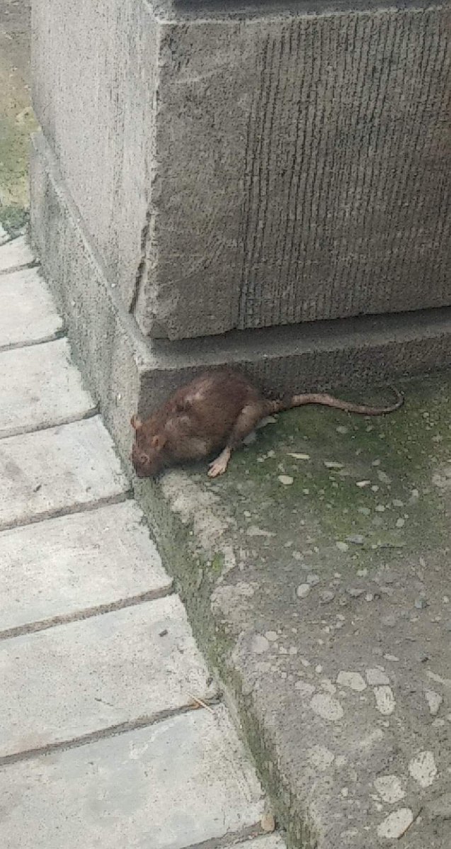 brsteeuv's tweet photo. the M in UPM stands for Mouse.... https://t.co/KpkrVrrHRY