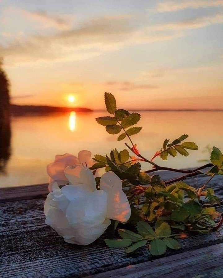 sevdiklerinizi gönlünüzde putlaştırmayın, her yürek onları yıkacak kadar 'İbrahim' değildir."

Mutlu Akşamlar