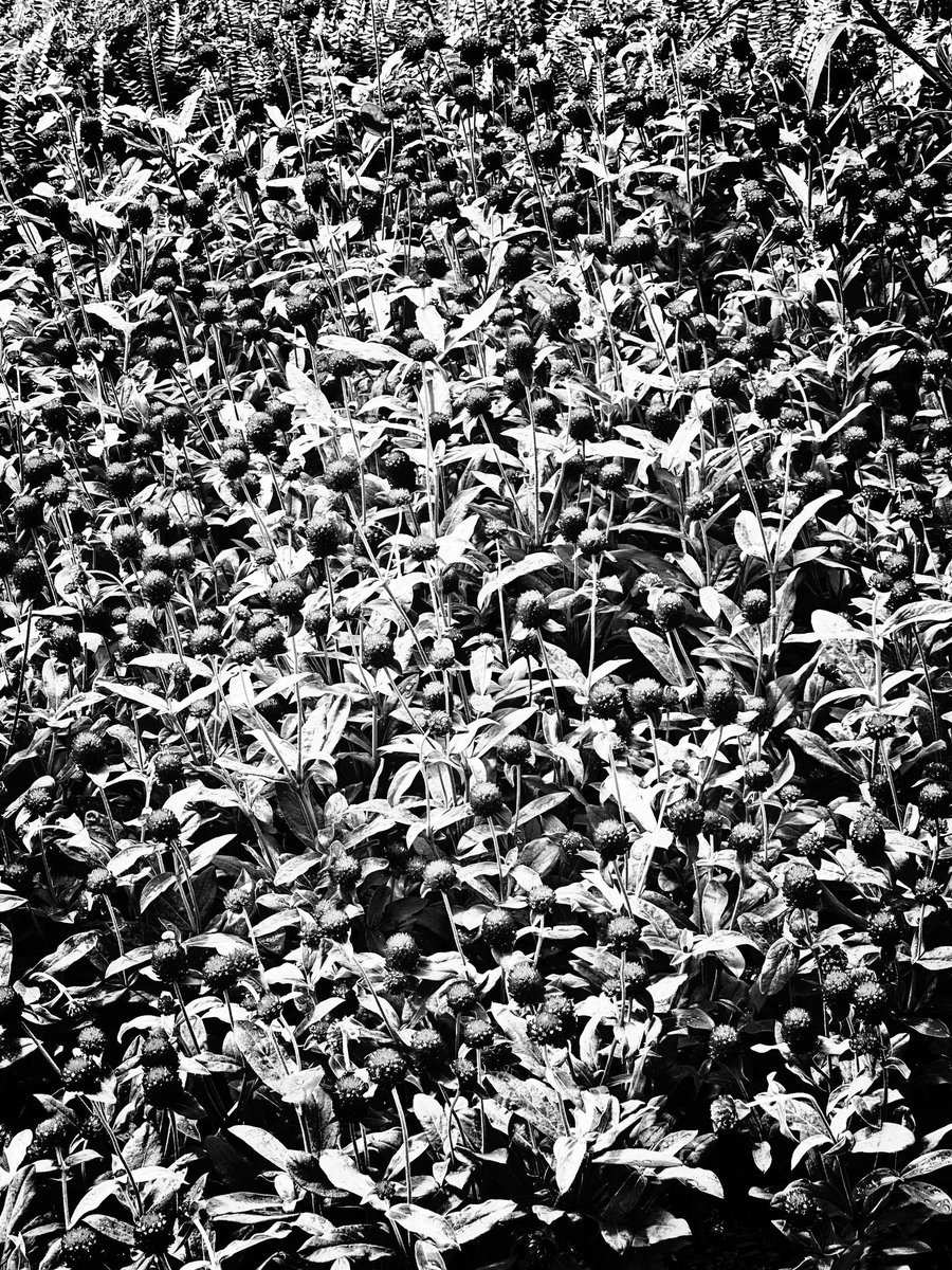 boomhkg's tweet photo. #0069 Flowers。

Follow our Instagram 
https://t.co/vkyLXV0euj

Available on Opensea.
https://t.co/exAGIFtkkn

#opensea #nft #nfts #NFTCommumitoy

Patterns with Black and White。Boom your mind 1 pattern at a time。 https://t.co/5DH0qhVgJV