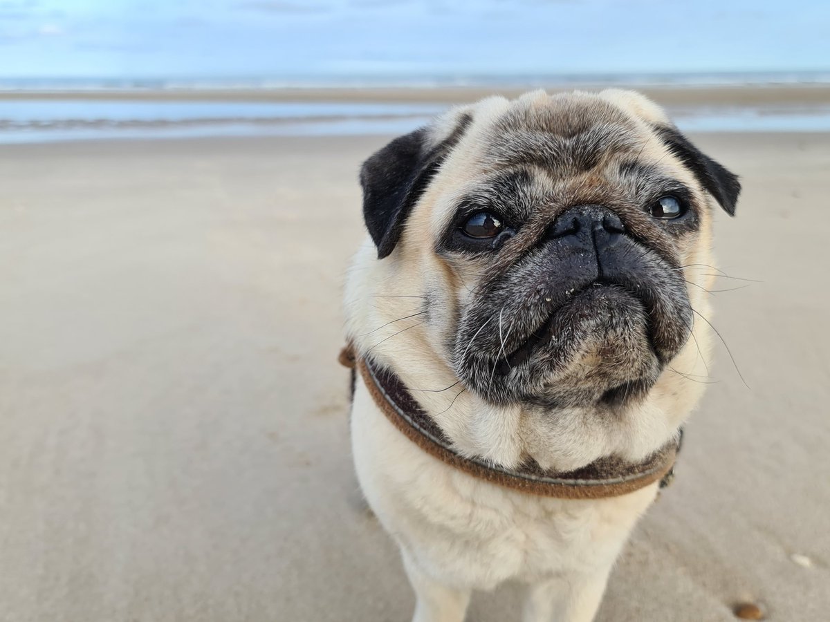 Tb to last month Miss the beach #dogs #pugs #dogsoftwitter #pugsoftwitter #dogphotography
