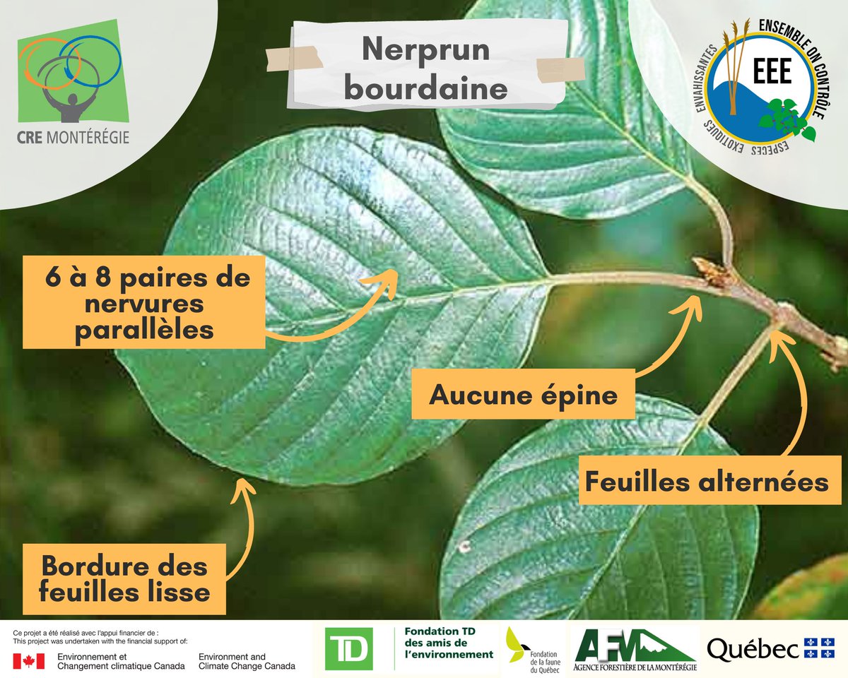 Les nerpruns bourdaine et cathartique sont 2 espèces végétales exotiques envahissantes (EVEE) que l'on retrouve dans nos #milieuxnaturels en Montérégie. Voici comment les reconnaître et les différencier 😀
<a href="/CREMonteregie/">CRE Montérégie</a> et ses partenaires poursuivent la lutte contre les #EEE
