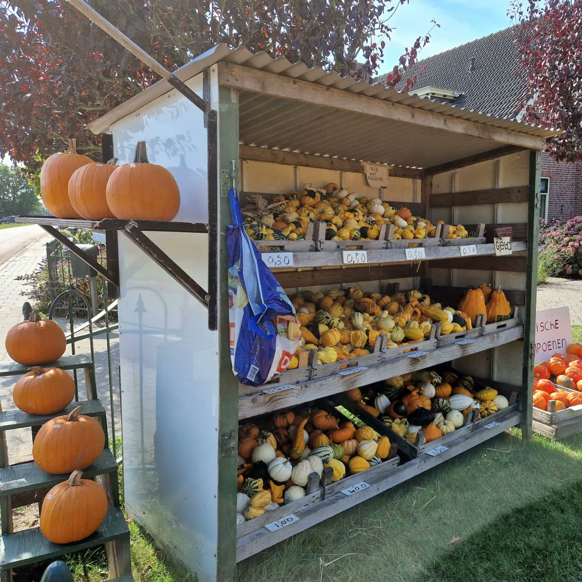 gerrievannoord's tweet photo. #heathaze, waiting for #rain and #coolerair, following very early #pumpkindisplay https://t.co/3VyERuVaoH