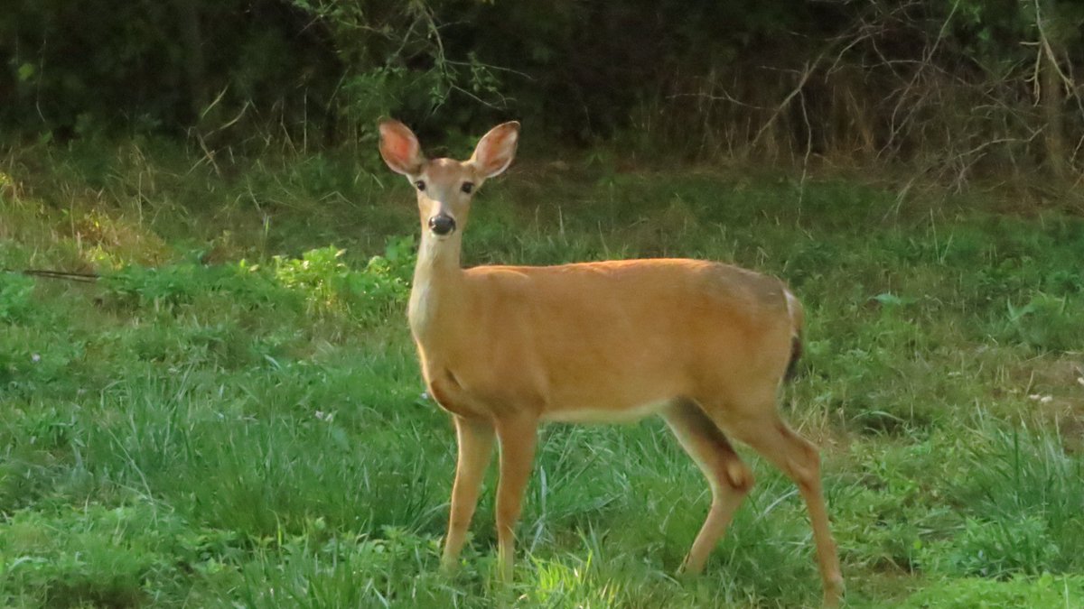 SegrestJen's tweet photo. Curious deer this morning. #wildlifephotography #NaturePhotography #outdoors #wildlife #nature #montco #deer https://t.co/YTnxameyi6