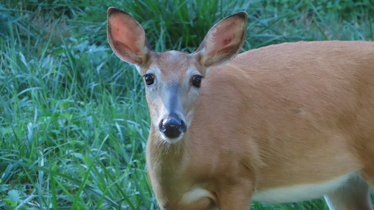 SegrestJen's tweet photo. Curious deer this morning. #wildlifephotography #NaturePhotography #outdoors #wildlife #nature #montco #deer https://t.co/YTnxameyi6