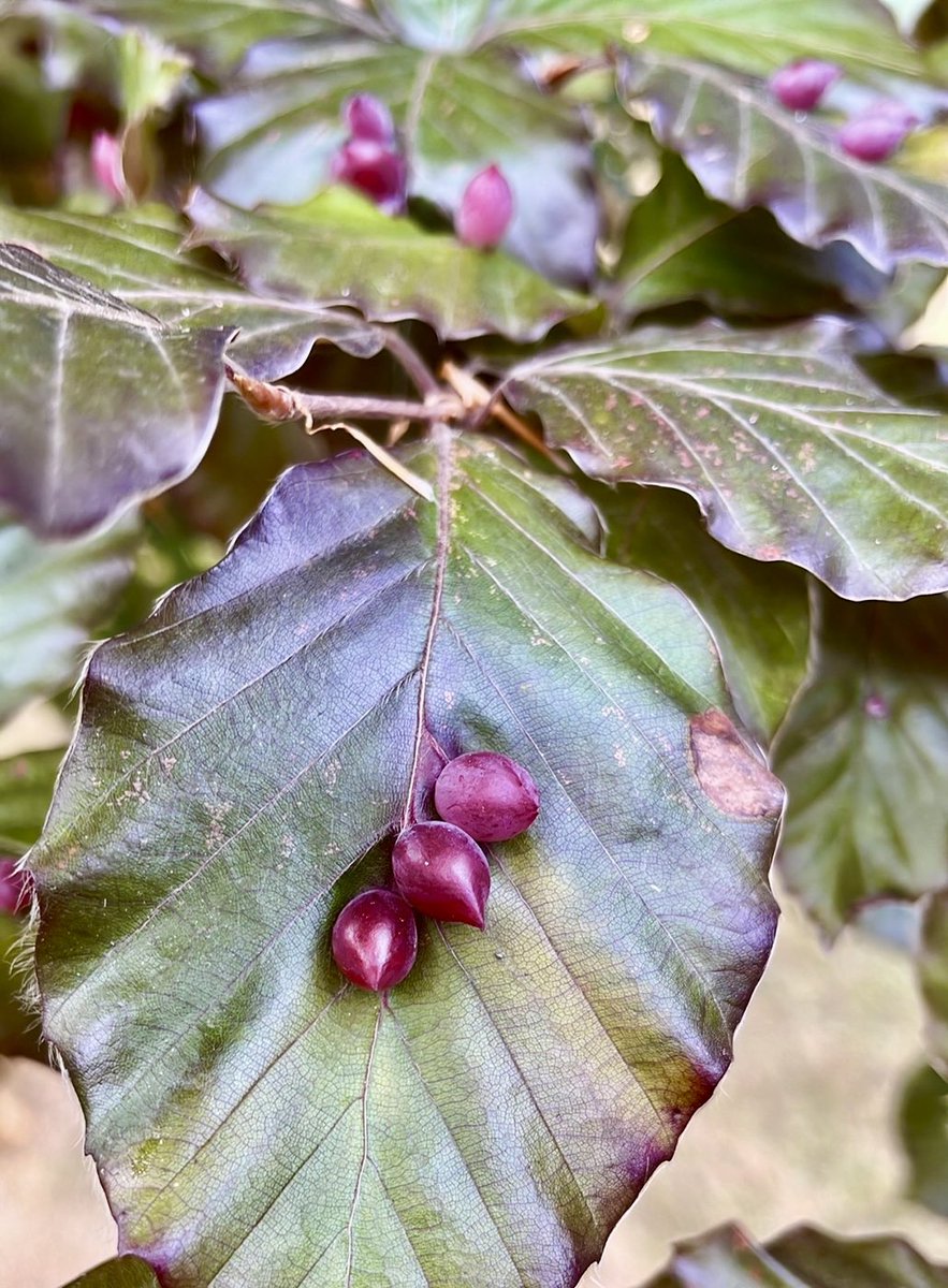 What are these growths please? <a href="/HIWWTEcology/">HIWWT Ecology</a> <a href="/HIWWTPeople/">HIWWTPeople</a>. Seen on a native European beech in #Henley, #Oxfordshire. #TwitterNatureCommunity #NaturePhotography #wildflowerhour