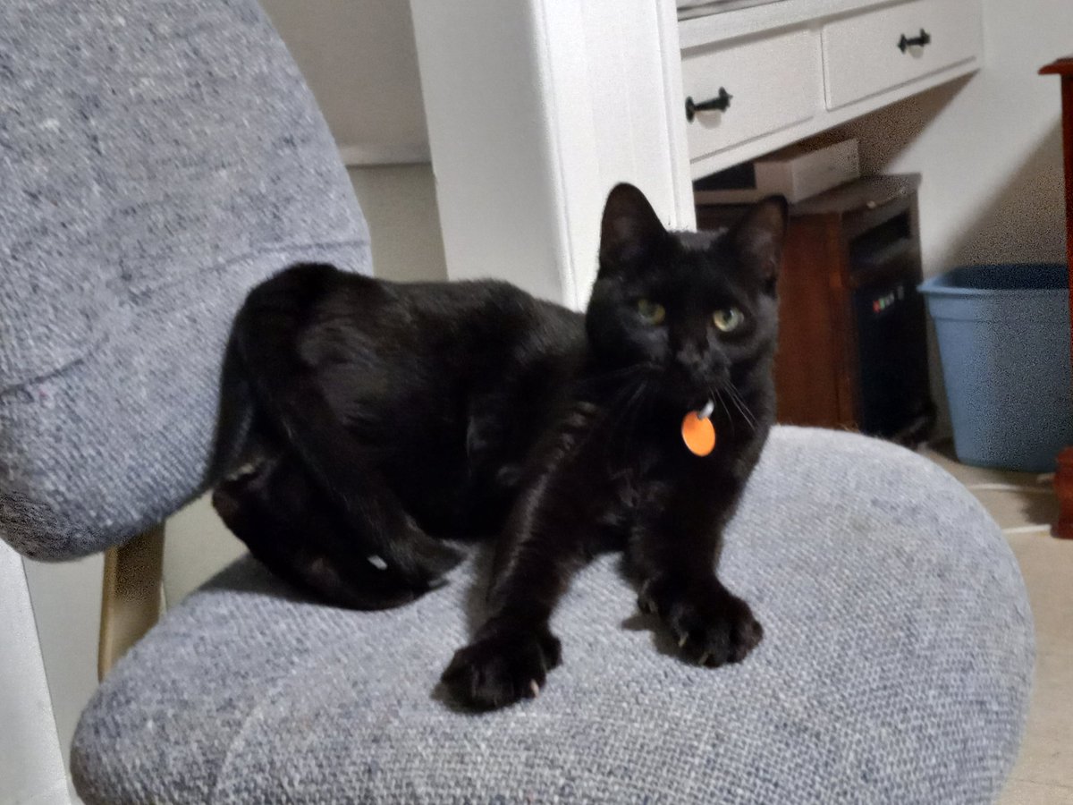 ScalyKnight's tweet photo. My cute little Hecate #cute #cat #meow #furbaby #whatisahashtag https://t.co/lNepDK692X