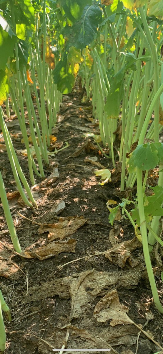 This CS4000LL with Pelta on 15” spacing is looking great! #Pelta #FortenzaAdvanced #HelixSaltro <a href="/canterraseeds/">CANTERRA SEEDS</a> <a href="/syngentacanada/">Syngenta Canada</a>