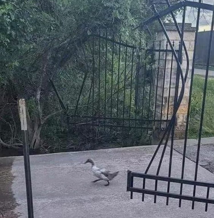 Lin11W's tweet image. Some ducks have no patience 😁😁😁