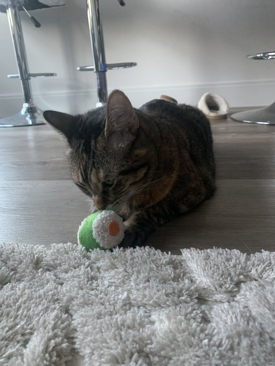 kuathekitty's tweet photo. hm , shusi ! 🍣 https://t.co/VyFSbrGGzu