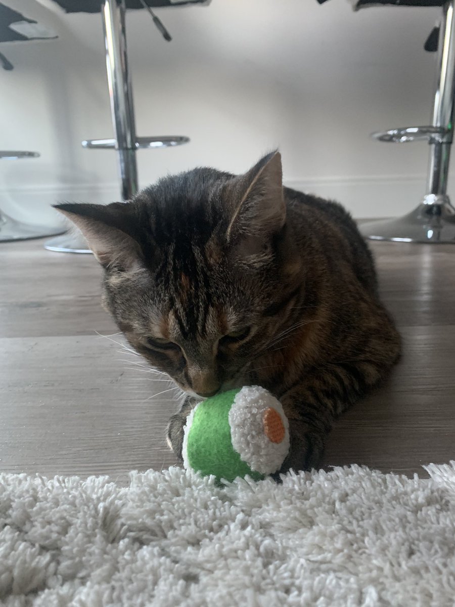 kuathekitty's tweet photo. hm , shusi ! 🍣 https://t.co/VyFSbrGGzu