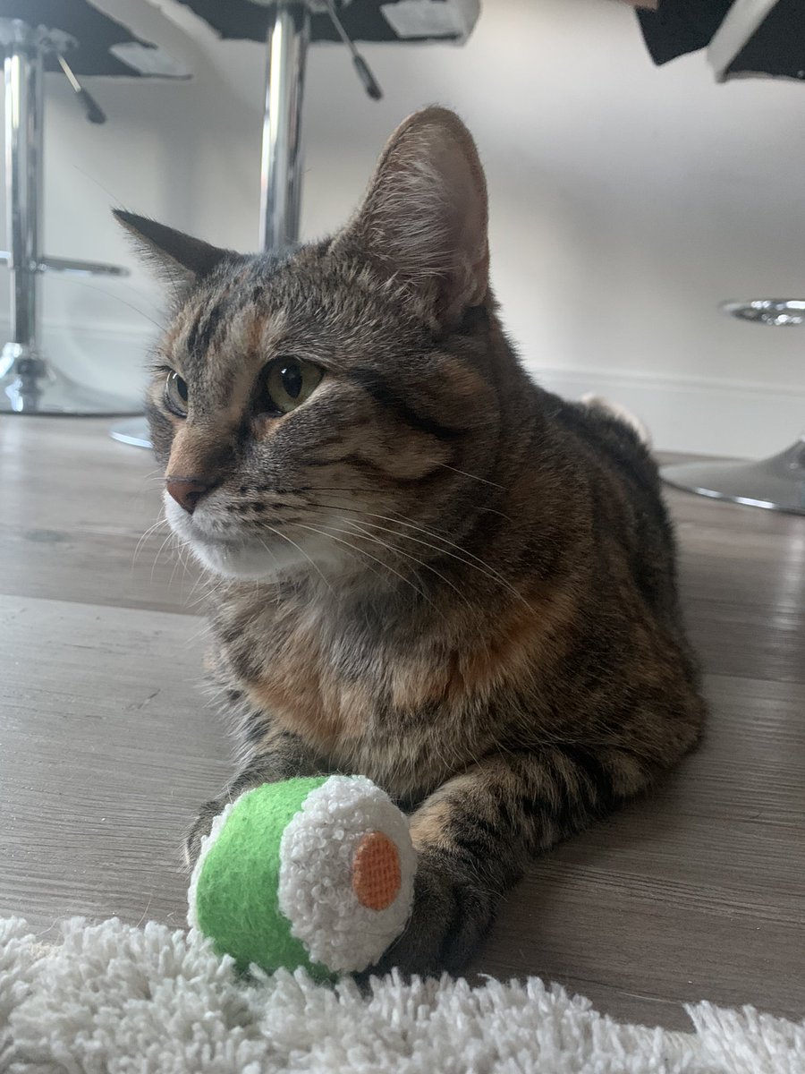 kuathekitty's tweet photo. hm , shusi ! 🍣 https://t.co/VyFSbrGGzu