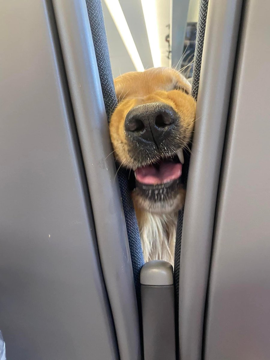 El mejor compañero de vuelo EVER!!!🐶